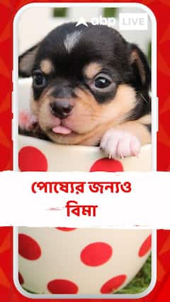 পোষ্য় চুরি গেলেও আছে বিমা