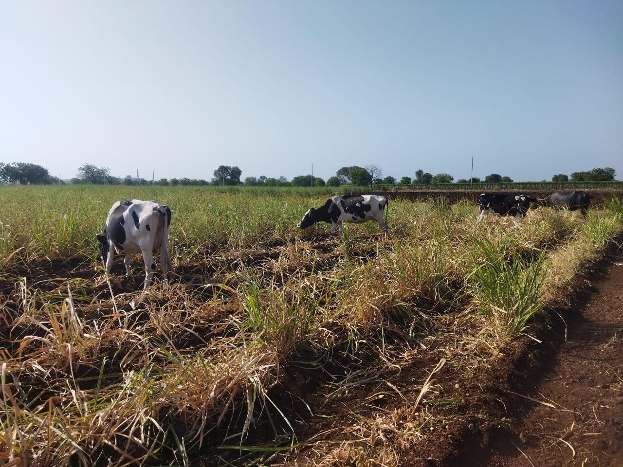 Agriculture News : 'सीनाकाठचा' बळीराजा संकटात, ऊसाच्या शेतात सोडली जनावरे; उजनी धरण प्रशासनाचा ढिसाळ कारभार 