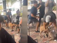 महिला की गोद में लेटे 'पपी' को घसीट ले गया पिटबुल, चबाने लगा मुंह, हिलाकर रख देगा ये Video