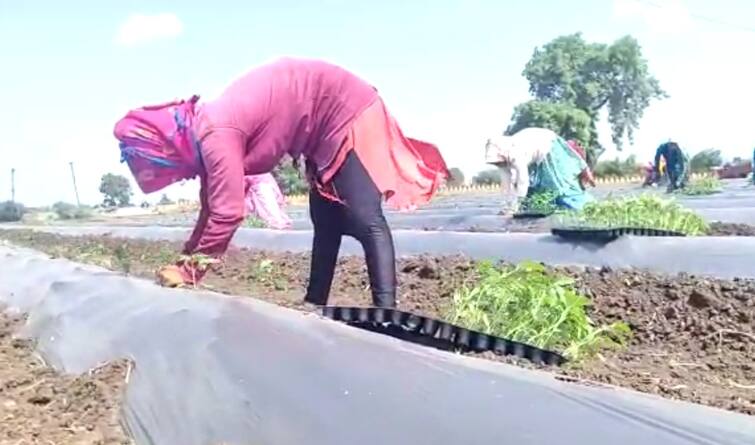 Nandurbar News Chilli cultivation cost increased prolonged monsoon will affect chilli cultivation Nandurbar News: मिरचीच्या लागवड खर्च वाढला, मान्सून लांबला तर मिरची लागवडीवर होणार परिणाम