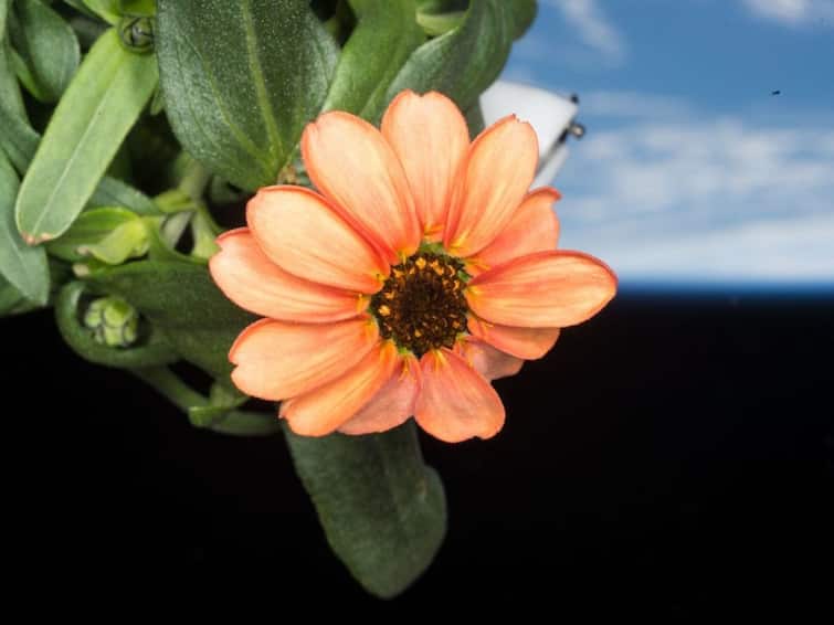 Space Flower NASA Shares Image Zinnia Flower Grown On International Space Station Know Importance Of Growing Plants In Orbit Space Crops 'Space Flower': NASA Shares Image Of Zinnia Flower Grown On ISS. Know Importance Of Growing Plants In Orbit