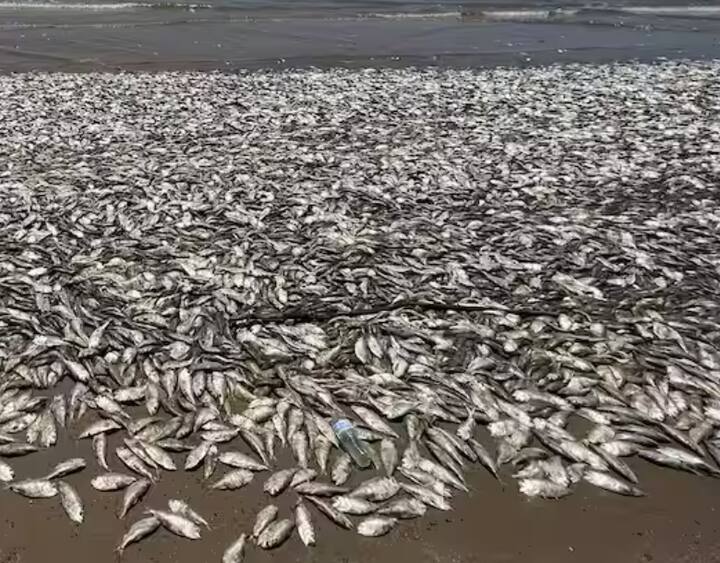 Fish Dead in Texas: अमेरिकेच्या टेक्सासमधील क्विंटाना समुद्रकिनाऱ्यालगत लाखो मासे समुद्रकिनाऱ्यावर मृत अवस्थेत पडले आहेत.