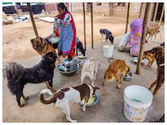 केरल में आक्रामक हो चुके आवारा कुत्तों को मारने की मांग, सुप्रीम कोर्ट पहुंच सकता है मामला