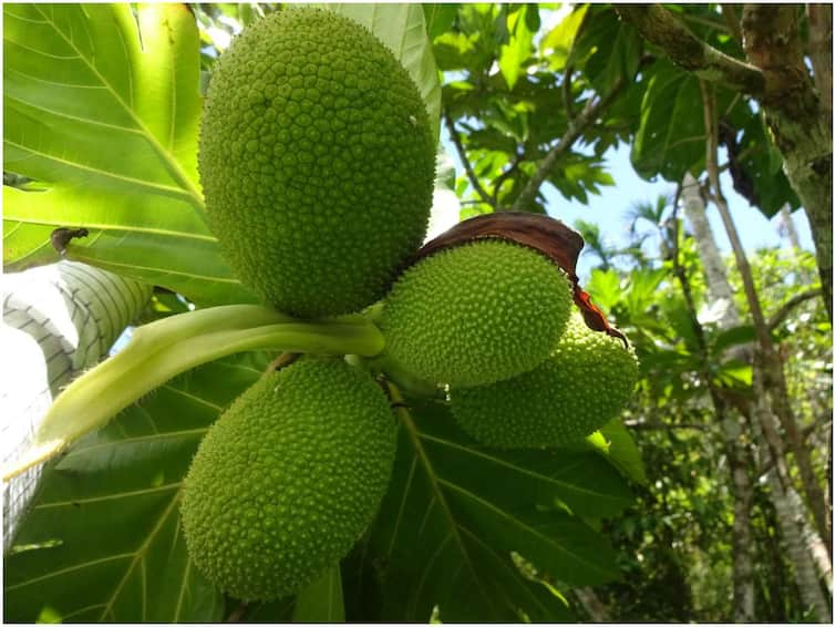 Eating this fruit is like eating bread, it is a variety fruit Breadfruit: ఈ పండు తింటే బ్రెడ్ తిన్నట్టే ఉంటుంది, ఇది ఒక వెరైటీ పండు