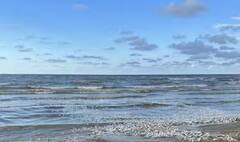 Fish Dead in Texas: समुद्रकिनाऱ्यावर लाखो मासे मृत अवस्थेत, नेमकं काय झालं?