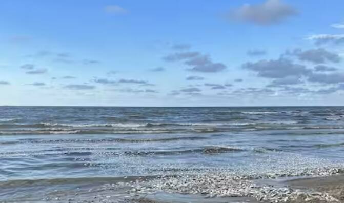 येथील अधिकाऱ्यांनी दिलेल्या माहितीनुसार, या माश्यांना पाण्यातून देखील बाहेर काढले नाही किंवा त्यांना विषबाधा देखील झाली नाही तरीही या माश्यांचा मृत्यू झाला आहे.