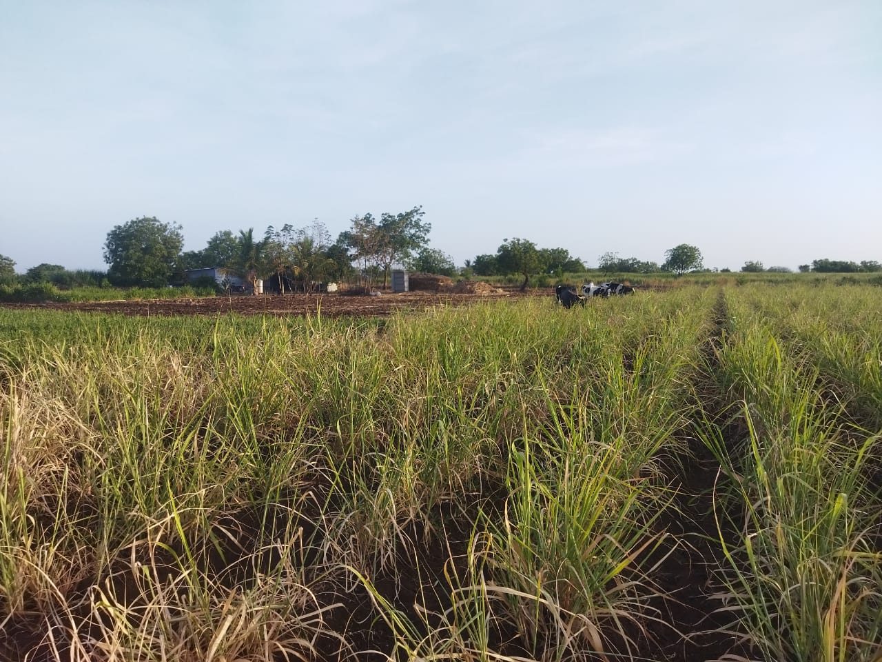 Agriculture News : 'सीनाकाठचा' बळीराजा संकटात, ऊसाच्या शेतात सोडली जनावरे; उजनी धरण प्रशासनाचा ढिसाळ कारभार 