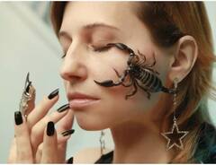 ਬਿੱਛੂ 'ਮਿਲਣ' ਤੋਂ ਪਹਿਲਾਂ ਕਰਦੇ ਨੇ ਇਹ ਕੰਮ, ਜਾਣ ਕੇ ਤੁਸੀਂ ਵੀ ਹੱਸਣ ਲੱਗ ਜਾਓਗੇ !