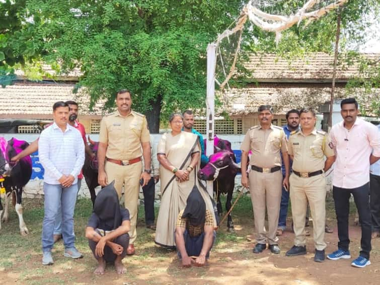 kolhapur crime Animal stealing gang busted in Kolhapur district two arrested Kolhapur Crime: कोल्हापूर जिल्ह्यात जनावरांची चोरी करणाऱ्या टोळीचा पदार्फाश; 5 लाख किमतीची जनावरे ताब्यात