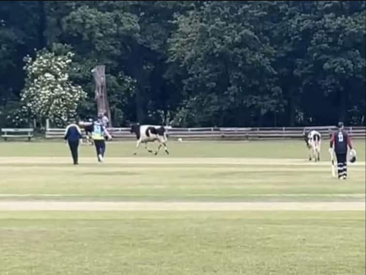 Cows Invade Field During Cricket Match, Forces Players To Stop Match Viral Video WATCH: Cows Invade Field During Cricket Match, Forces Players To Stop Match
