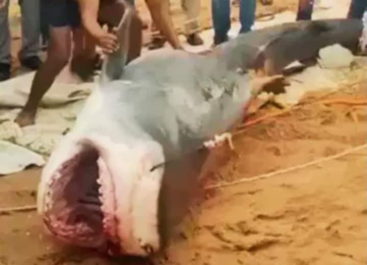 Tiger Shark: रूसी पर्यटक के बॉडी पार्ट्स को शार्क के पेट से निकाला गया, शख्स को जिंदा खा गई थी मछली Russian Tourist Body Parts Recovered From Stomach Of Shark After It Was Beaten To Death Tiger Shark: रूसी पर्यटक के बॉडी पार्ट्स को शार्क के पेट से निकाला गया, शख्स को जिंदा खा गई थी मछली