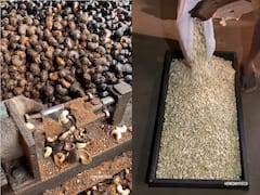 From Tree To The Market: Witness The Viral Video Unveiling Extraordinary Journey Of Cashew Nuts