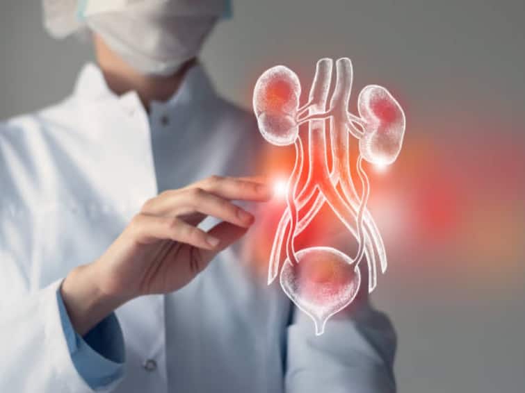 Just do this to avoid kidney problems for life know full details Kidney Problems:  சிறுநீரக பிரச்சினைகளில் சிக்காமல் இருக்க வேண்டுமா..? அப்போ இதை செய்யுங்க..!