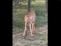 Deer Leaves Internet Stunned By Munching On A Snake In Viral Video