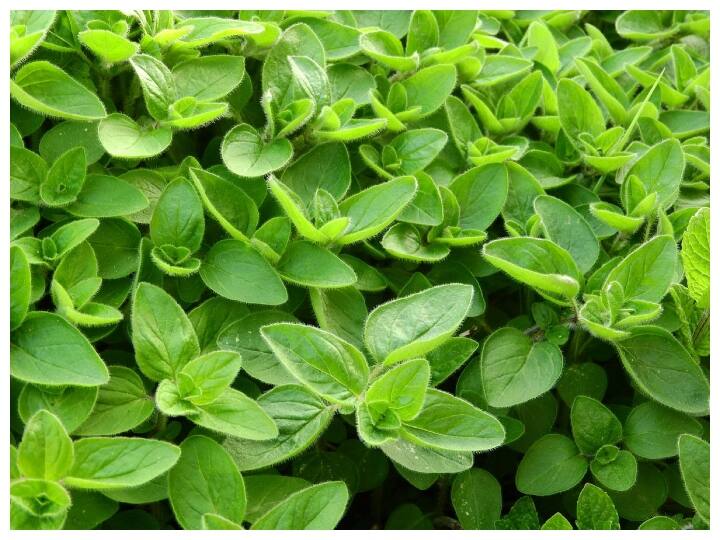 marjoram is very useful for health know its amazing benefits Marjoram Benefits: हार्ट प्रॉब्लम्स को दूर करने में असरदार होता है मरजोरम, जानिए क्या हैं इसके फायदे और साइड इफेक्ट्स