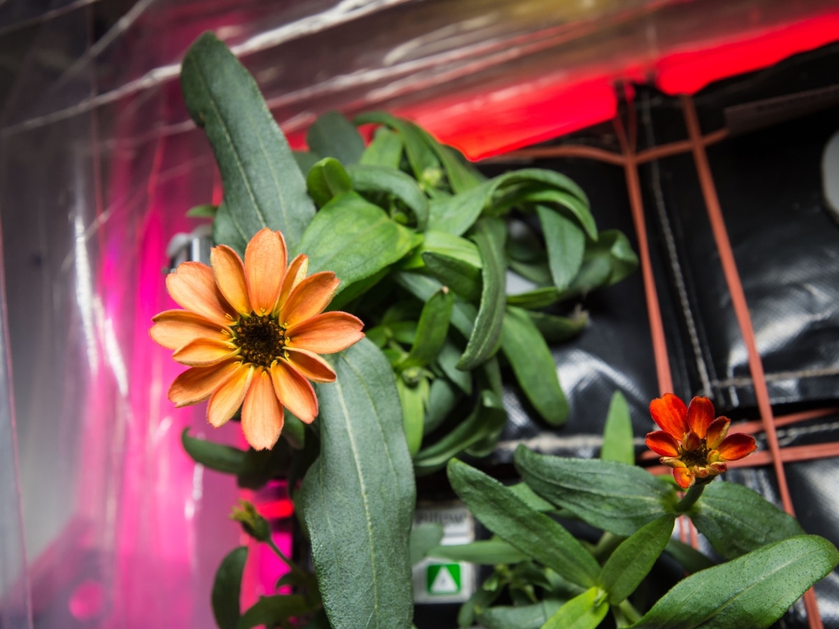 Space Flower': NASA Shares Image Of Zinnia Flower Grown On ISS. Know Importance Of Growing Plants In Orbit