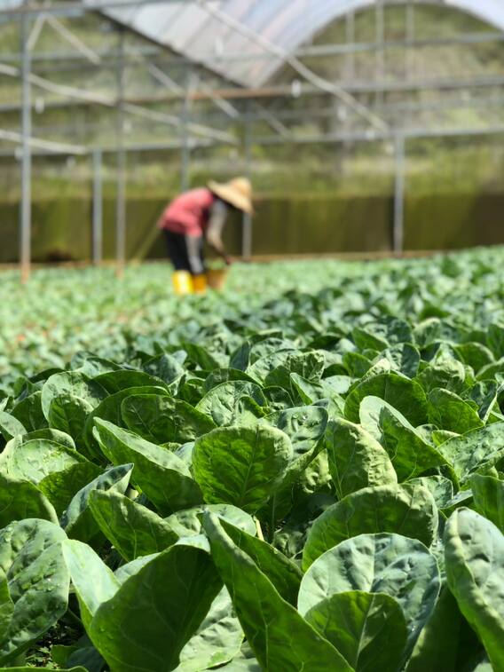 ये हैं जून महीने में उगाने वाली फसलें, खूब होगा मुनाफा