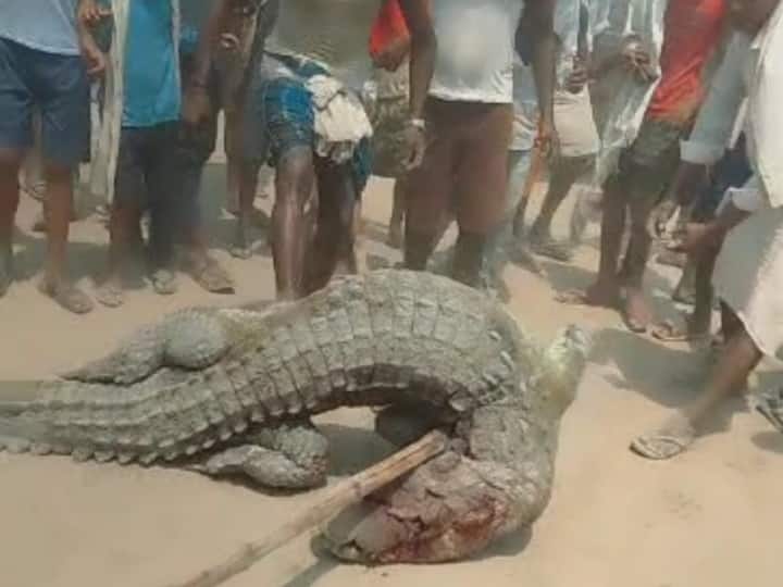 Hajipur crocodile beaten to death in Vaishali district after crocodile allegedly killed 14 year old boy bihar news ann Hajipur News: मगरमच्छ से लिया मौत का बदला, नदी से निकाल कर गुस्साए ग्रामीणों ने पीट-पीटकर मार डाला, पुलिस बोली- 'गलत हुआ'