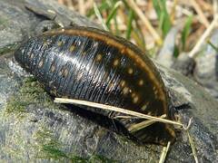 ये कैसा जीव है भई! जिसके पास हैं 32 दिमाग, 300 दांत और 10 आंखें, आपने भी जरूर सुना होगा इसका नाम