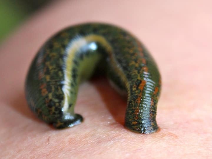 इंसान हो या जानवर दिमाग तो सभी के पास होता है, लेकिन लीच की बॉडी में 1 नहीं बल्कि 32 दिमाग पाए जाते हैं. 32 दिमाग होने के बावजूद भी यह इंसान के दिमाग को मात नहीं दे सकता हैं.