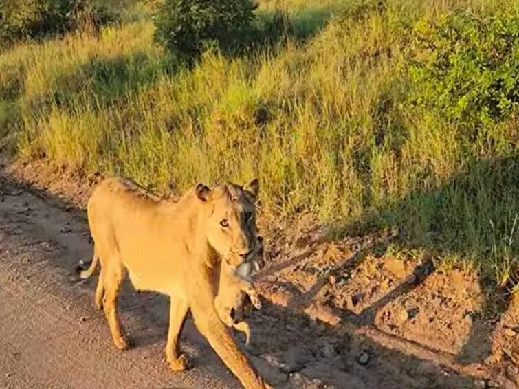  Lioness Carries Newly Born Lion Cub In Mouth As Tourists Watch In Awe  Lioness Carries Newly Born Lion Cub In Mouth As Tourists Watch In Awe