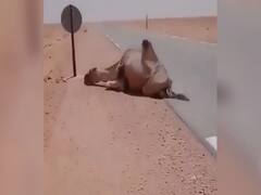 Man Saves Camel's Life By Giving Water To It In Sweltering Heat: WATCH