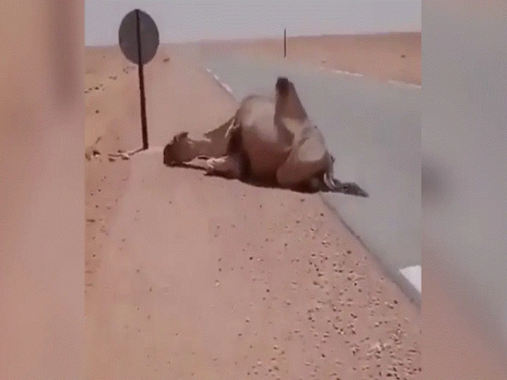 Man Saves Camel's Life By Giving Water To It In Sweltering Heat: WATCH Man Saves Camel's Life By Giving Water To It In Sweltering Heat: WATCH