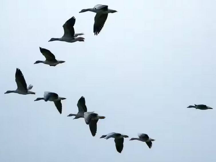 Flock of Birds Flying in V Formation in Sky Know Reason Behind This- Explained Birds V Formation: పక్షులు 'V' ఆకారంలోనే ఎందుకు ఎగురుతాయో తెలుసా?