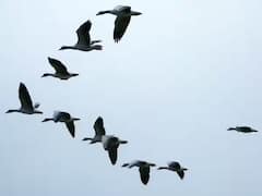 పక్షులు 'V' ఆకారంలోనే ఎందుకు ఎగురుతాయో తెలుసా?