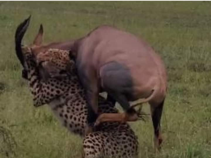 ​Amazing fight video​ of cheetah and dear looking like animal video goes viral ​शिकार करने गया था चीता, हिरण जैसे दिखने वाले जानवर ने बुरी तरह खदेड़ा, देखें वीडियो