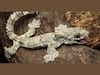 Flying Gecko Species Newly Identified In Mizoram Unravels Hidden Biodiversity Of Northeast India