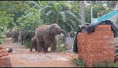 Elephants Came Into Village For Drinking Water: తాగునీటి కోసం గ్రామంలోకి వచ్చేసిన ఏనుగులు