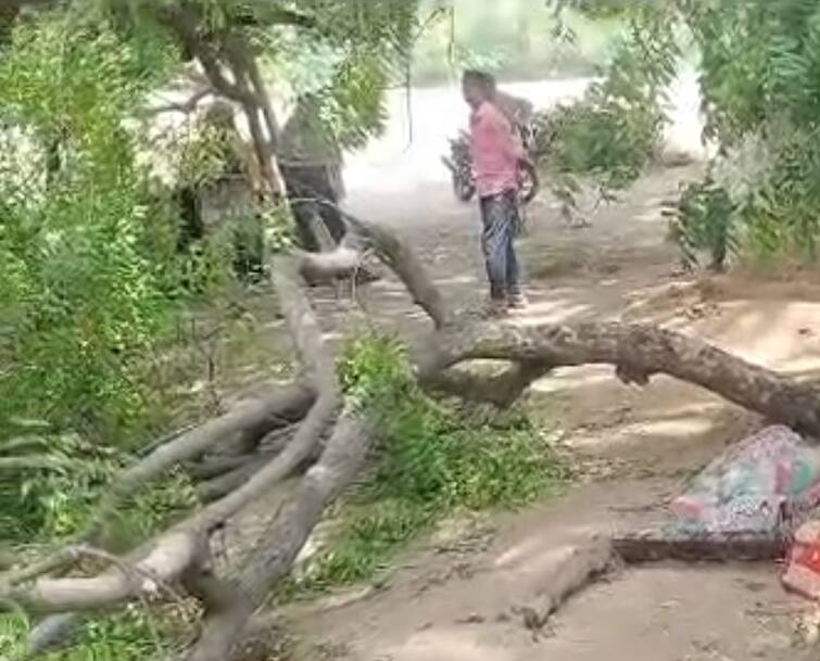 Biparjoy Cyclone One person died after a tree fell in the kheda Biparjoy Cyclone: ખેડામાં ખાટલામાં બેસેલા વ્યક્તિ પર વૃક્ષની ડાળી પડતા ઘટના સ્થળે જ મોત