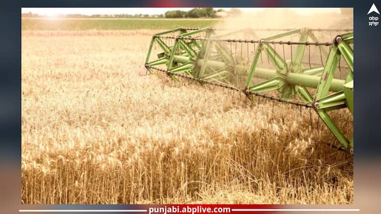 Amritsar people broke records of wheat production, 16 percent more wheat reached the markets Amritsar News: ਅੰਮ੍ਰਿਤਸਰੀਆਂ ਨੇ ਤੋੜੇ ਕਣਕ ਦੀ ਪੈਦਾਵਾਰ ਦੇ ਰਿਕਾਰਡ, ਮੰਡੀਆਂ 'ਚ ਪਹੁੰਚੀ 16 ਫੀਸਦੀ ਵੱਧ ਕਣਕ