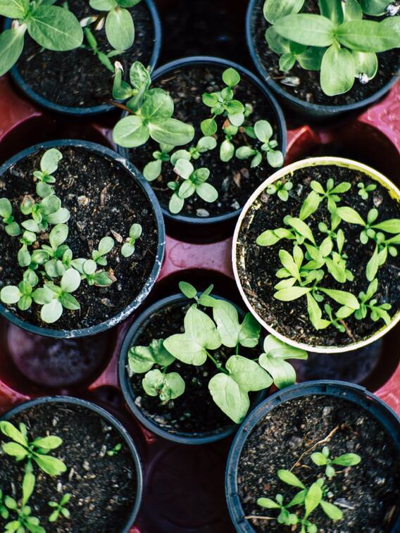 आप भी घर में लगाएं मेडिकल गुणों वाले ये पौधे