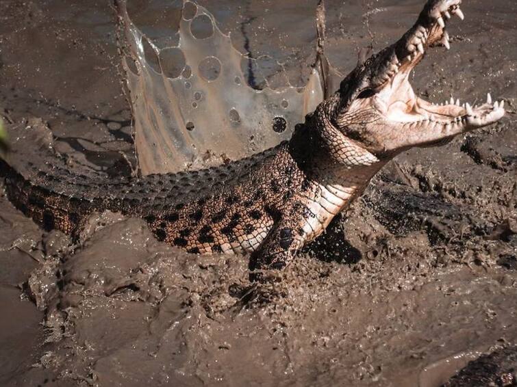 Crocodile That Killed Bihar Boy, Beaten To Death With Sticks and Rods బాలుడిని మింగేసిన మొసలి, కోపంతో కొట్టి చంపిన గ్రామస్థులు