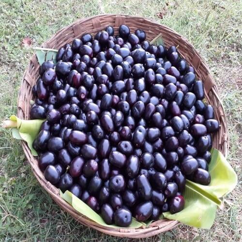 काळेभोर जांभळं डोळ्यासमोर आलं की प्रत्येकाच्या तोंडाला पाणी सुटल्याशिवाय राहत नाही. मात्र आता त्याच जांभळाला सोन्याचा दर मिळतोय असं म्हणलं तरी वावगं ठरणार नाही.