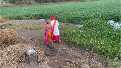 Kolhapur : पंचगंगा नदीमधील जलपर्णी काढत नवदाम्पत्याने केली नवजीवनाची सुरुवात