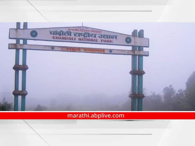 sangli news Chandoli National Park will remain closed for tourism dajipur radhanagari kolhapur Sangli News: चांदोली राष्ट्रीय उद्यान आजपासून पर्यटनासाठी बंद राहणार; 15 ऑक्टोबरपासून पुन्हा पर्यटनासाठी खुले होणार