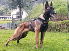 Four Rescued Children Pay Tribute To Heroic Sniffer Dog Lost In Colombian Jungle