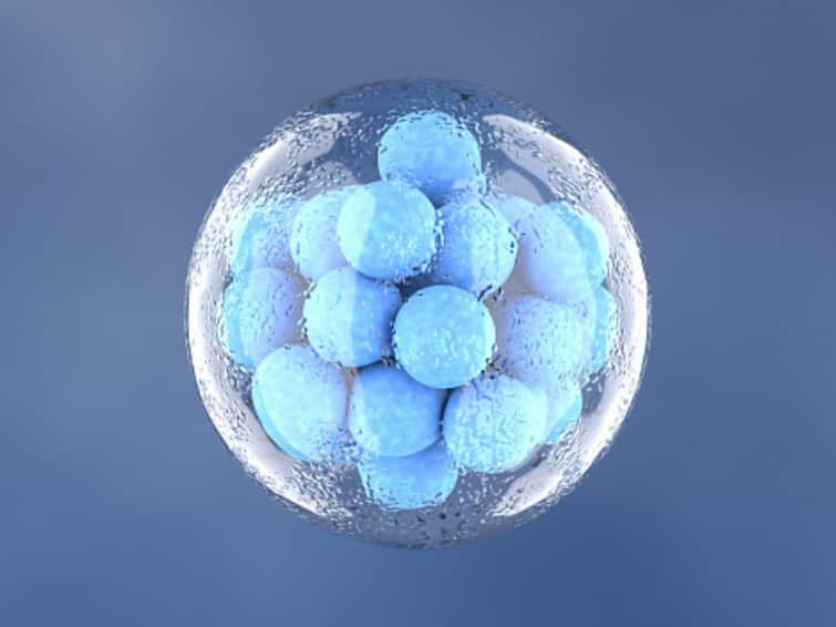 Scientists Create Synthetic Embryos Using Stem Cells, Without Sperm Or Egg: Report