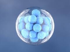 Scientists Create Synthetic Embryos Using Stem Cells, Without Sperm Or Egg: Report