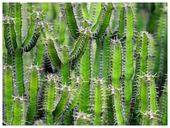 कैक्टस से होते हैं चौकाने वाले फायदे, दूर करता है इन सभी समस्याओं को