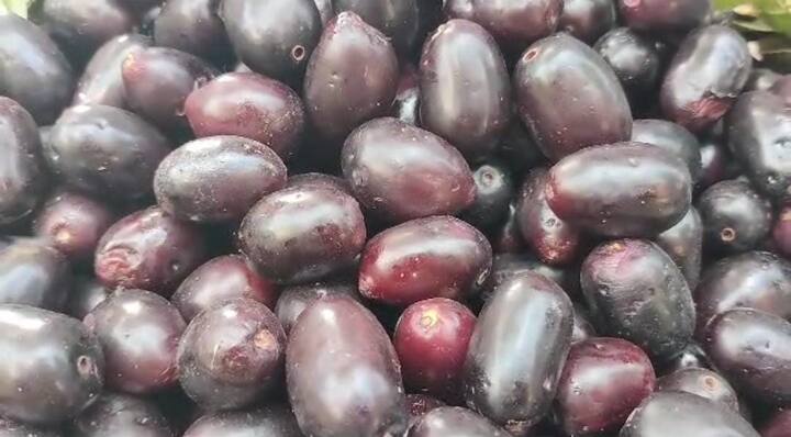 आंब्यापेक्षा जांभळं महाग झाले आहेत. विशेष म्हणजे एक जांभूळ दहा रुपयाला मिळत असून, किलोचा दर चारशे रुपयांवर पोहचला आहे.