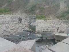 नदी में नहा रहे थे लोग...तभी गुस्साए हाथी ने बोल दिया धावा, बिन कपड़ों के भागकर बचानी पड़ी जान- Video