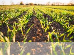 How Israeli Disruptive Technology Is Revolutionizing Agriculture