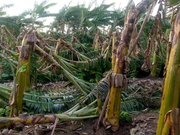 Karur tree on the side of the road was uprooted and fell onto the road due to strong winds TNN கரூரில் வீசிய சூறாவளி காற்று...சாய்ந்த மரங்கள் ... மின்கம்பங்கள் சேதம்