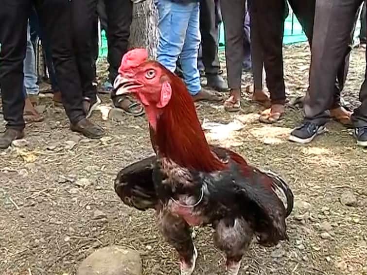 Nagpur News cock in Nagpur bid 25 thousand for a five kg chicken Nagpur News:  नागपूरच्या सुलतान कोंबड्याची हवा, पाच किलोच्या कोंबड्याला 25 हजारांची बोली