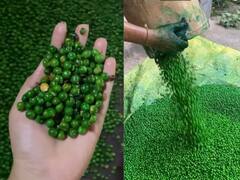 क्या आप भी 'मटर स्नैक्स' को चटकारे लेकर खाते हैं? देख लें ये Video, भूलकर भी नहीं लगाएंगे हाथ