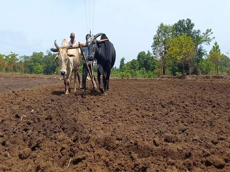 Agriculture News Farmers worried about the rains in the maharashtra konkan Agriculture News: पेरलेला भात उगवेल का? कोकणातील बळीराजा चिंतेत, पाऊस नसल्यानं शेतीचं कामं खोळंबली